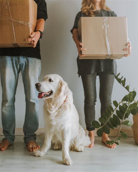Moving with pets - When it comes to the health and well-being of our beloved pets, finding a reliable and experienced veterinarian is of utmost importance. Whether you have recently moved to a new ar...